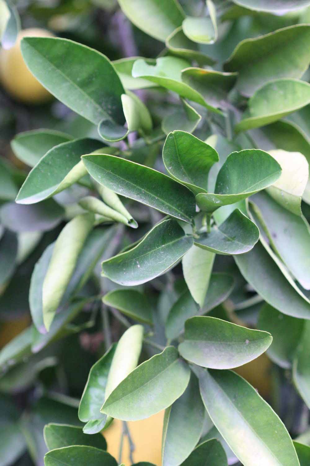            阳生叶 (Riverside, CA)   